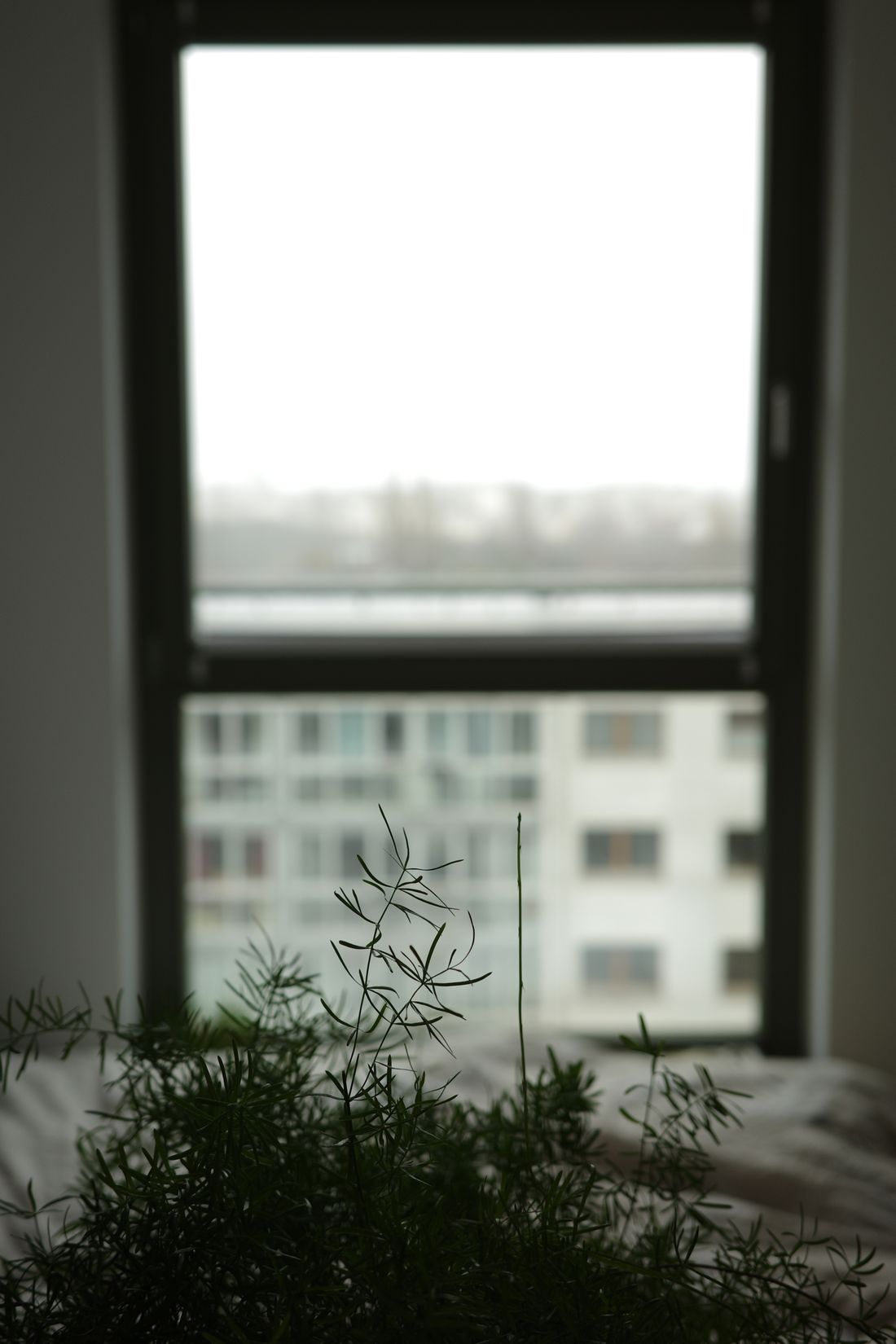 An asparagus fern in front of a tall window showing a flat white overcast sky and a facing apartment block, no direct sun anywhere in the frame