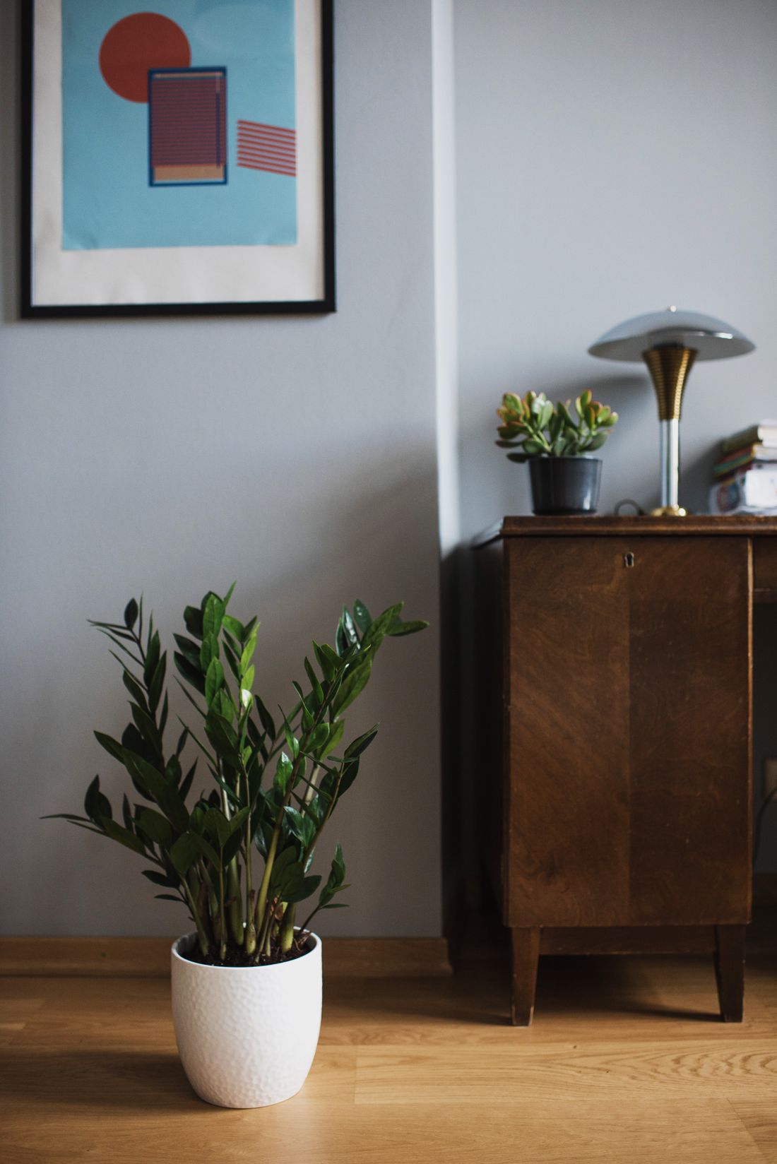 A ZZ plant in a white pot standing on the floor against a plain wall in a dim room, with a desk and lamp beyond it