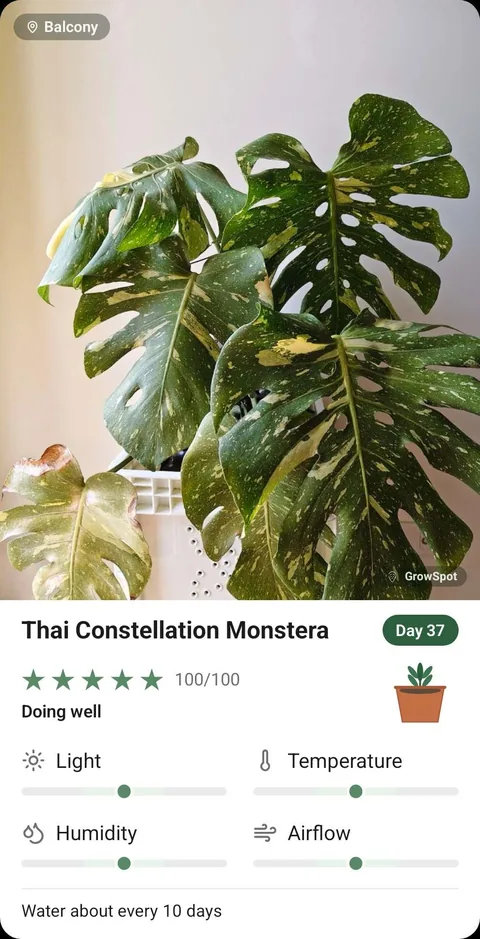 A GrowSpot share card for a Thai Constellation Monstera on day 37, scored five stars on a balcony, with light, temperature, humidity and airflow each marked on its own scale