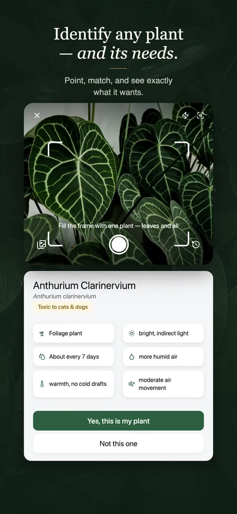 A photo match for an Anthurium clarinervium, listing the light, watering, humidity, warmth and airflow it wants, with a choice to confirm the match or reject it