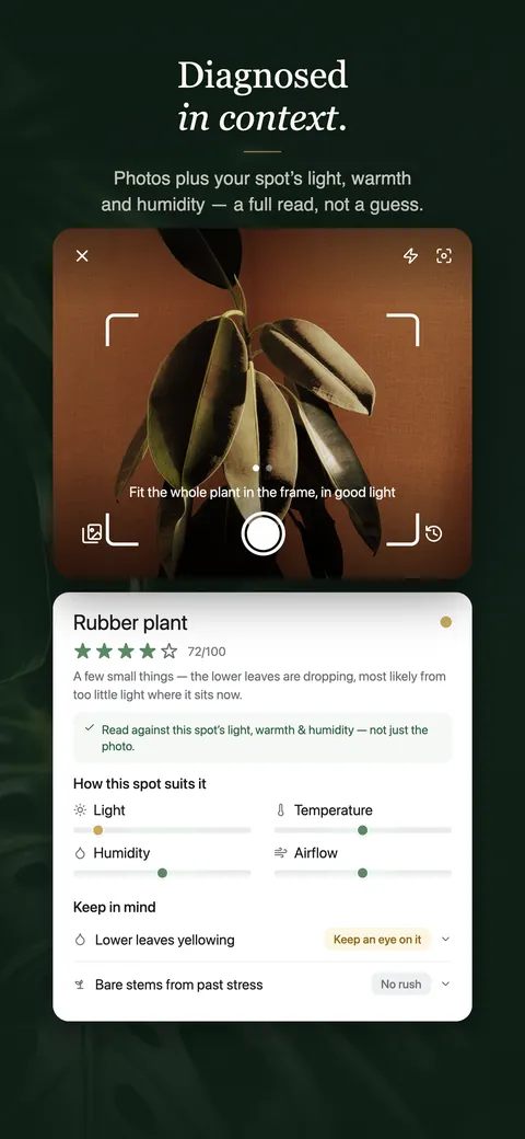 A diagnosis for a rubber plant at 72 out of 100: dropping lower leaves read against the spot&rsquo;s light, warmth and humidity, with two things flagged to keep an eye on