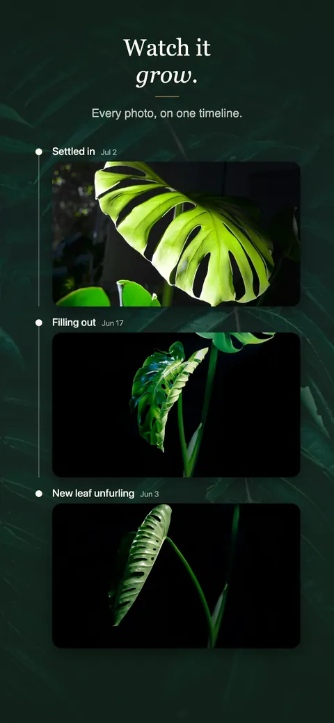 One plant&rsquo;s photos on a single timeline, from a new leaf unfurling on 3 June to settled in on 2 July