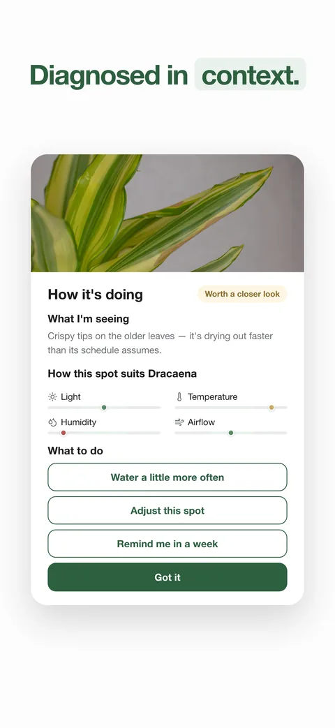 Diagnosed in context: what the photo shows, how the spot suits the plant, and what to do next
