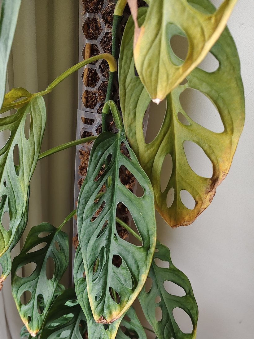 A Monstera adansonii on a moss pole by a window. The outer leaves are bleached to yellow with brown dried tips and margins, while the shaded leaves behind them stay dark green.